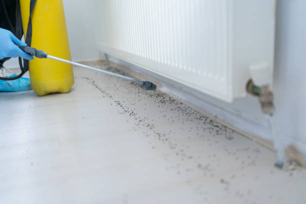 Best Flea Control Services  in Albion, NY